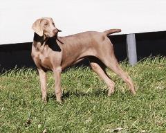 wagler weimaraner female in turnout yard wagler weimaraner female in turnout yard