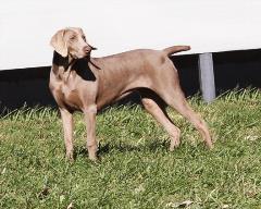 wagler weimaraner female in turnout yard