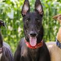 Greyhound Pets of America Picnic Fundraiser 2019