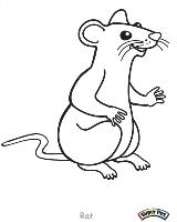 Rat-2