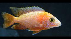 african peacock cichlid