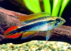 AGASSIZI DWARF CICHLID
