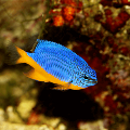 Azure-Damselfish