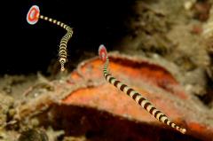 banded pipefish