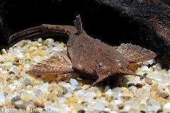 banjo catfish