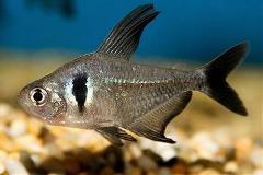 black phantom tetra