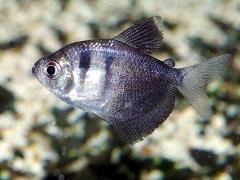 black skirt tetra