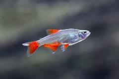 bloodfin tetra bloodfin tetra