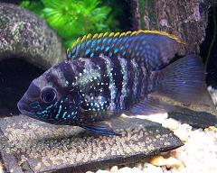 Blue-Acara-Cichlid