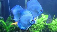 blue discus