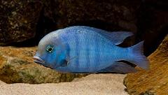 blue dolphin cichlid