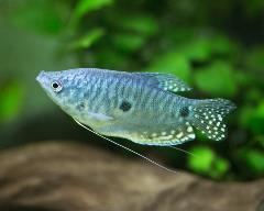 blue gourami