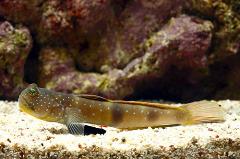 bluespotted blackfinned shrimp goby blue spotted black finned shrimp goby