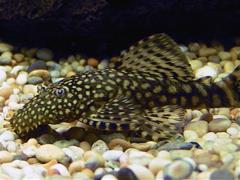 bristlenose-pleco bristlenose-pleco