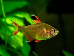 candy cane tetra