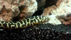 chainlink moray eel chainlink moray eel