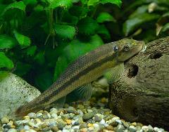 chinese algae eater