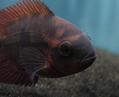 Chocolate-Cichlid