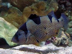 clown grouper soapfish clown grouper soapfish