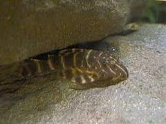 clown pleco clown pleco