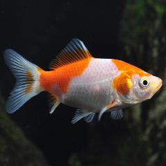 comet goldfish comet goldfish