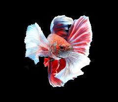 crowntail betta