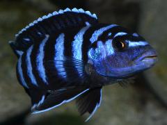 demasoni cichlid