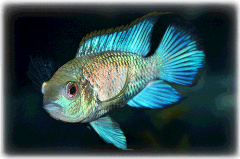 Electric Blue Acara Cichlid Uncle Bill's Pet Centers of Indiana Electric Blue Acara Cichlid Uncle Bill's Pet Centers of Indiana