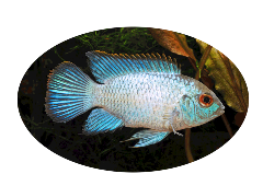 Electric Blue Acara Light Cichlid Uncle Bill's Pet Centers of Indiana