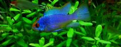 electric blue ram
