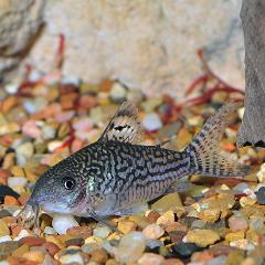 elegant cory cat elegant cory cat