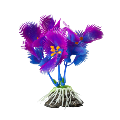 elive glow purple pecten plant elive glow purple pecten plant