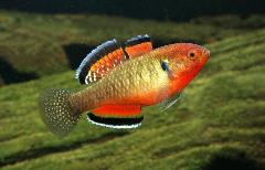 empire goby empire goby
