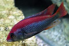 flameback hap cichlid flameback hap cichlid