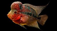 flowerhorn cichlid flowerhorn cichlid