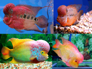 Flowerhorn Types Chart