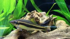 flying fox algae eater