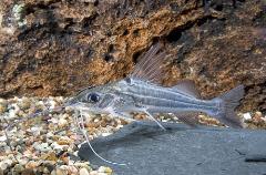 four line pictus catfish four line pictus catfish
