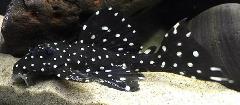 galaxy pleco L240