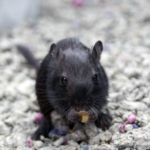 where can i buy a gerbil near me