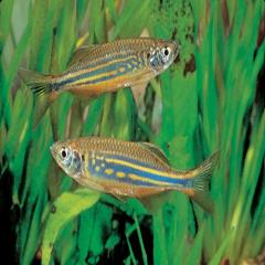 giant danio