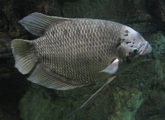 giant gourami giant gourami