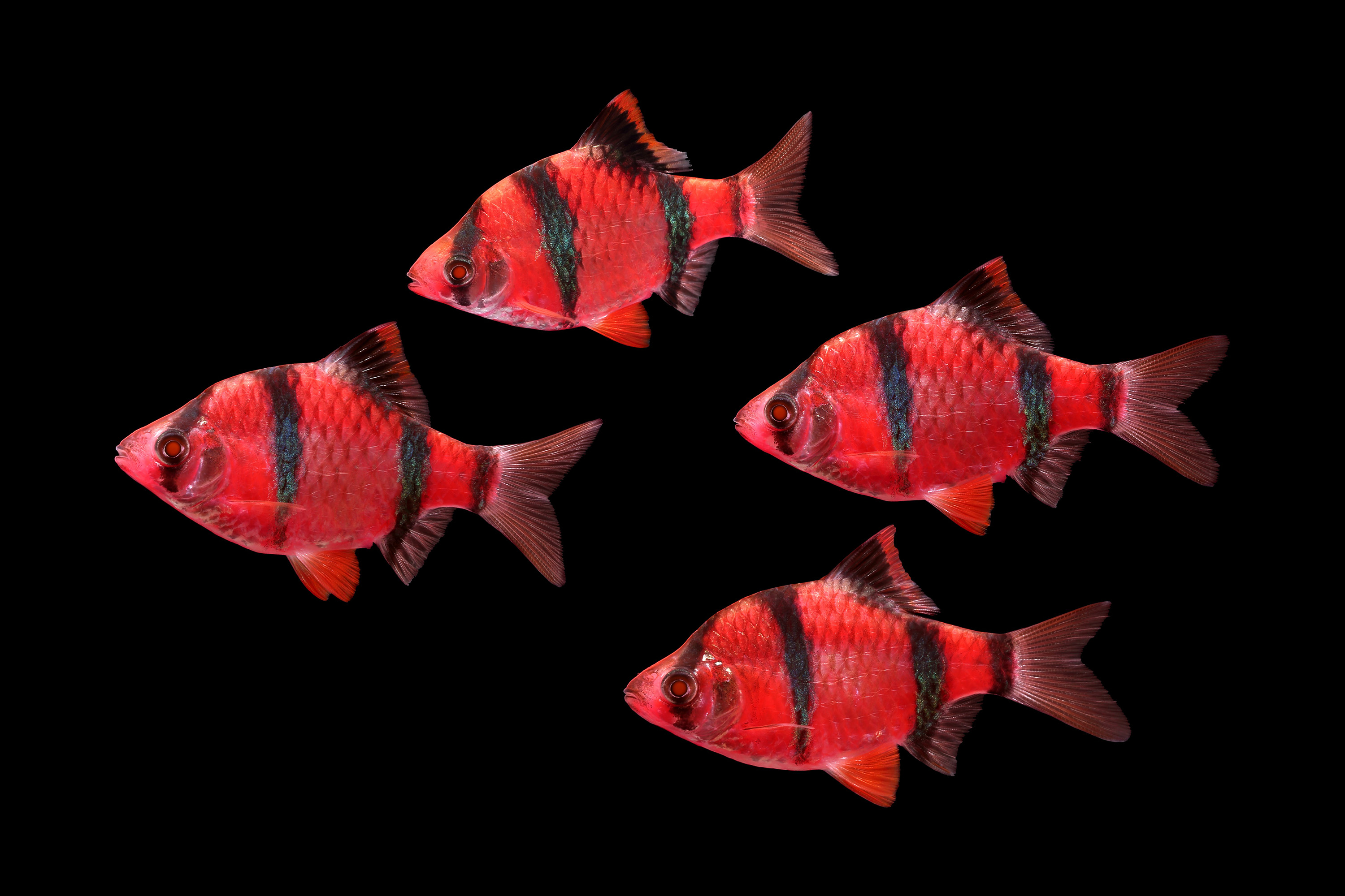new starfire red glofish