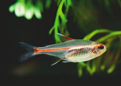 glolite tetra