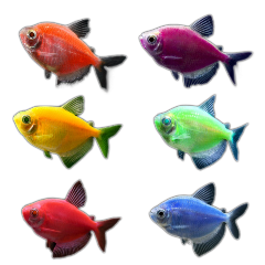 glow fish tetras Glow Glo Fish Tetras Uncle Bills
