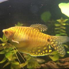 Gold Gourami