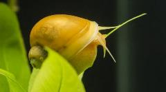 gold mystery snail gold mystery snail