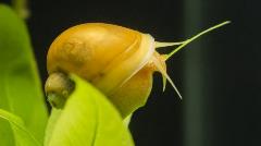 gold mystery snail