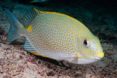 golden rabbitfish