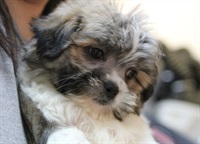 Grayson - Maltese-Shih Tzu Grayson - Maltese-Shih Tzu